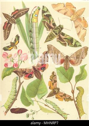 HAWK MOTTEN. Schwärmer. Gestreift; Oleander; Kalk; Eiche, Pappel; Grün Kolibri 1903 Stockfoto