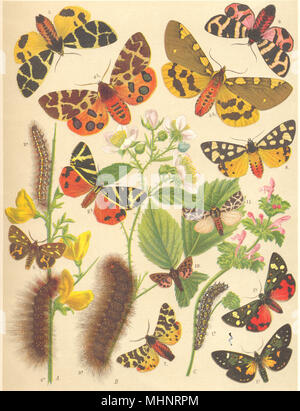 TIGER MOTTEN. Bombyces Arctiidae; Scharlach, Jersey, Groß, Gelb, Creme-Spot 1903 Stockfoto