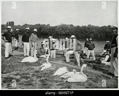 "Prüfung der alten Vögel', jährliche Zeremonie, die mehrere Tage in der Britischen Krone Schwäne sorgfältig durchsucht werden, aufgerundet, gefangen, Beringt, und anschließend freigegeben. Die alte Vögel, die zu den jährlichen Tortur verwendet werden, dass Sie es ganz ruhig, sind nur untersucht, wie sie in den vergangenen Jahren geprägt haben. Datum: 1900 Stockfoto