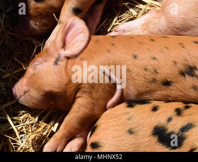 Oxford Sandstrand und schwarzen Ferkel schlafen in der Sonne Stockfoto