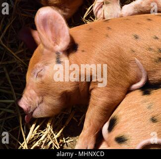 Oxford Sandstrand und schwarzen Ferkel schlafen in der Sonne Stockfoto