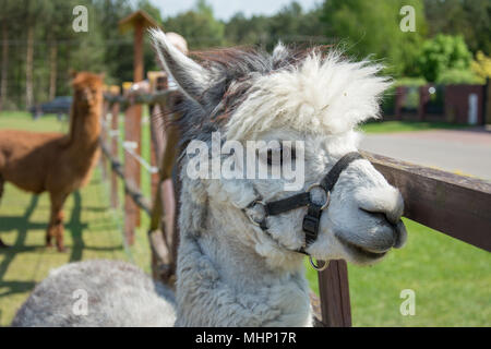 Nahaufnahme eines weißen Alpaca mit großen schwarzen Augen und zarten Schnauze Stockfoto