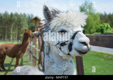 Nahaufnahme eines weißen Alpaca mit großen schwarzen Augen und zarten Schnauze Stockfoto