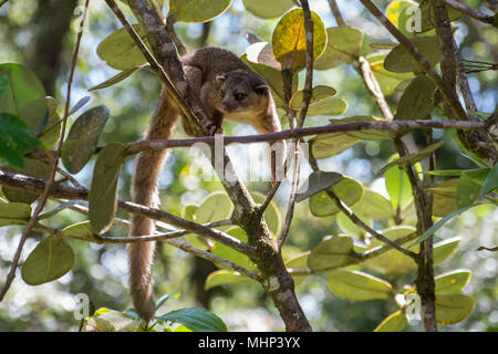 Kinkajou, Potus flavus, Procyonidae, Monteverde Cloud Forest Reserve, Costa Rica, Centroamerica Stockfoto