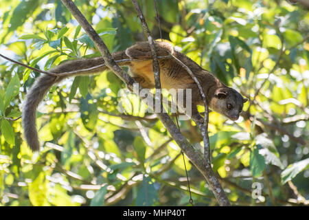 Kinkajou, Potus flavus, Procyonidae, Monteverde Cloud Forest Reserve, Costa Rica, Centroamerica Stockfoto