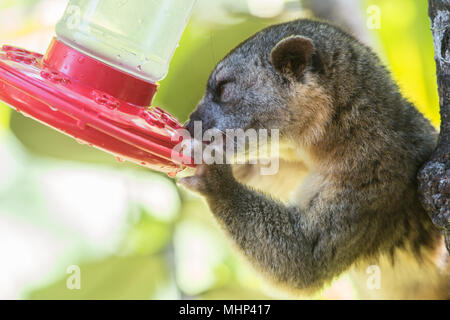 Kinkajou, Potus flavus, Procyonidae, Monteverde Cloud Forest Reserve, Costa Rica, Centroamerica Stockfoto