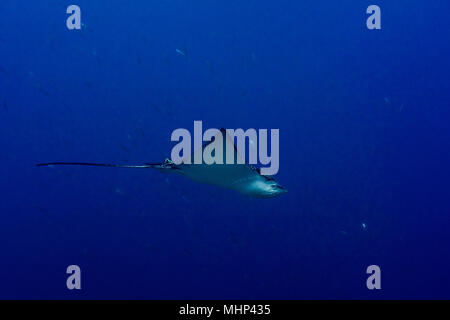 Underwater Portrait von Eagle Ray Manta in Malediven Stockfoto