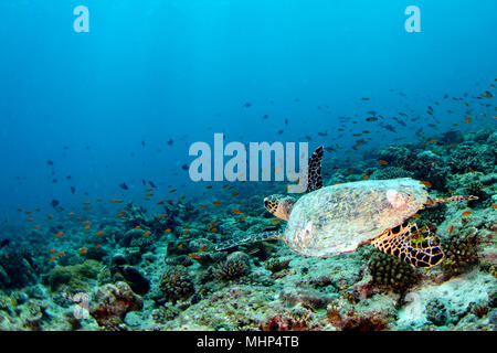 Grüne Schildkröte schwimmen auf den blauen Ozean Hintergrund Stockfoto