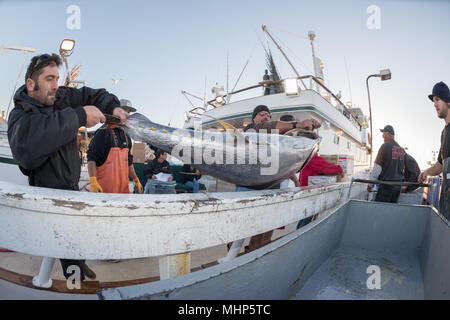 SAN DIEGO, USA, 17. November 2015 - Fischerboot entladen Gelbflossenthun am Hafen Pier bei Sonnenaufgang, Ziel ist der lokale Markt Stockfoto