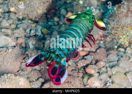 Mantis Lobster Eier in seinem Nest verteidigen. Stockfoto