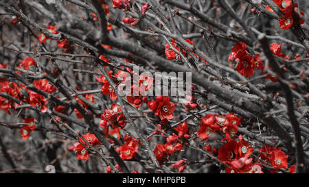Rote kleine Blumen auf dem Baum Zweige mit Nahaufnahme Stockfoto