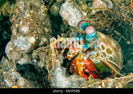 Mantis Lobster Eier in seinem Nest verteidigen. Stockfoto