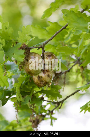 Quercus robur. Eiche apple Gall. Stockfoto