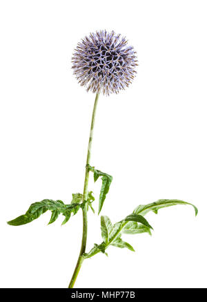 Globus Thistle - Echinops setifer - auf weißem Hintergrund Stockfoto
