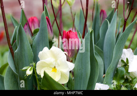 Tulpen, cornus und Winter Stiefmütterchen in einem Topf. Stockfoto