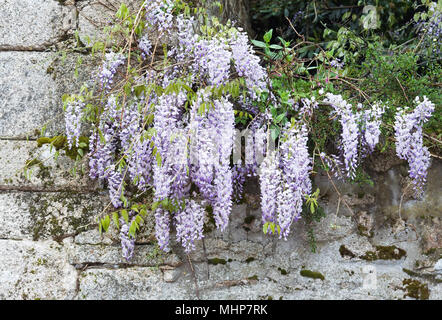 Wisteria sinensis Blumen wachsen gegen eine alte Steinmauer. Stockfoto