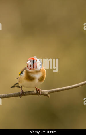 Goldfinch bei RSPB Vogel Ausblenden auf Lake Vyrnwy Wales UK Stockfoto