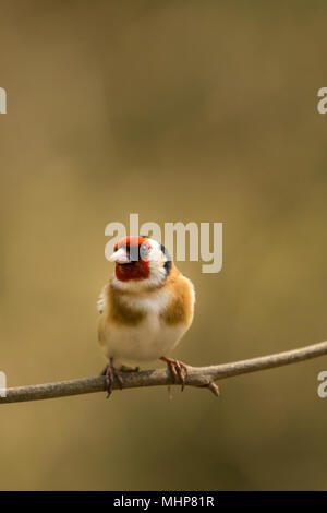 Goldfinch bei RSPB Vogel Ausblenden auf Lake Vyrnwy Wales UK Stockfoto