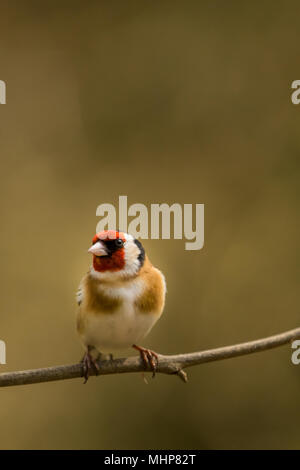 Goldfinch bei RSPB Vogel Ausblenden auf Lake Vyrnwy Wales UK Stockfoto