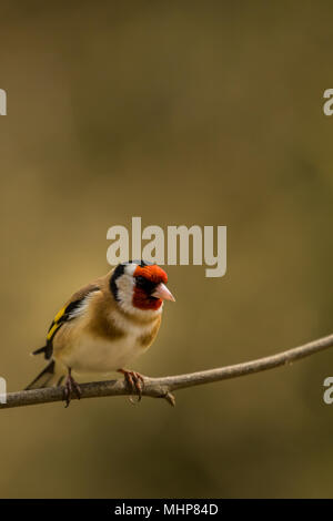 Goldfinch bei RSPB Vogel Ausblenden auf Lake Vyrnwy Wales UK Stockfoto