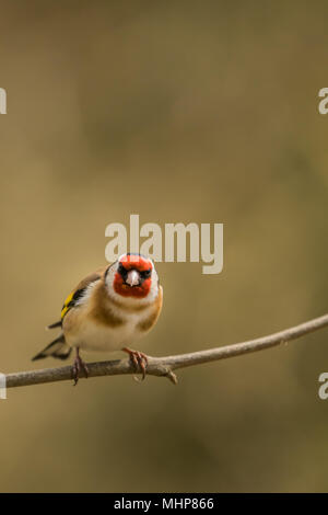Goldfinch bei RSPB Vogel Ausblenden auf Lake Vyrnwy Wales UK Stockfoto