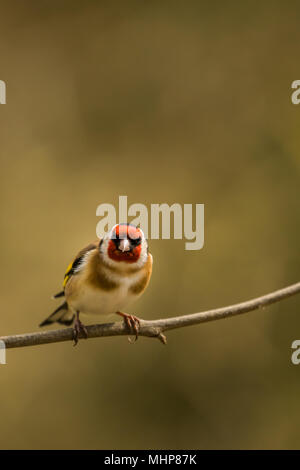 Goldfinch bei RSPB Vogel Ausblenden auf Lake Vyrnwy Wales UK Stockfoto