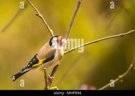 Goldfinch bei RSPB Vogel Ausblenden auf Lake Vyrnwy Wales UK Stockfoto