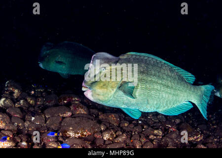 Bump Kopf papageienfische Nahaufnahme portrait Unterwasser detail beim Tauchen Indonesien Stockfoto