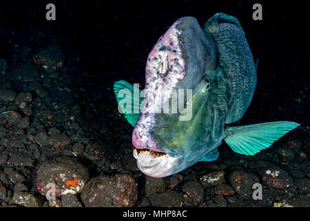 Bump Kopf papageienfische Nahaufnahme portrait Unterwasser detail beim Tauchen Indonesien Stockfoto