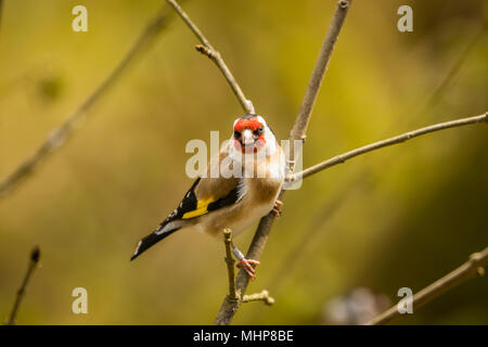 Goldfinch bei RSPB Vogel Ausblenden auf Lake Vyrnwy Wales UK Stockfoto