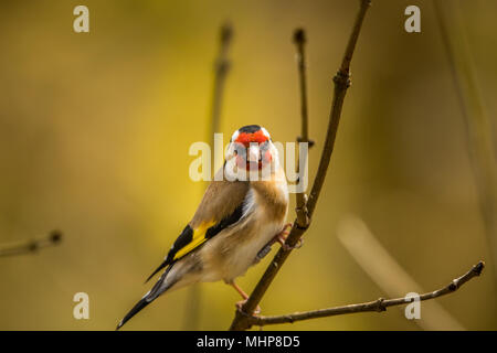 Goldfinch bei RSPB Vogel Ausblenden auf Lake Vyrnwy Wales UK Stockfoto