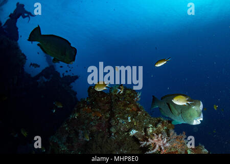 Bump Kopf papageienfische Nahaufnahme portrait Unterwasser detail beim Tauchen Indonesien Stockfoto