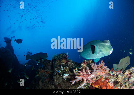 Bump Kopf papageienfische Nahaufnahme portrait Unterwasser detail beim Tauchen Indonesien Stockfoto