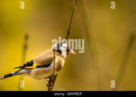 Goldfinch bei RSPB Vogel Ausblenden auf Lake Vyrnwy Wales UK Stockfoto