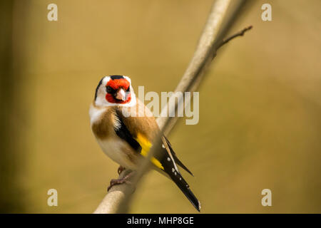 Goldfinch bei RSPB Vogel Ausblenden auf Lake Vyrnwy Wales UK Stockfoto