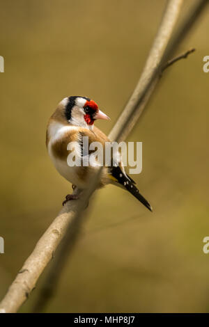 Goldfinch bei RSPB Vogel Ausblenden auf Lake Vyrnwy Wales UK Stockfoto