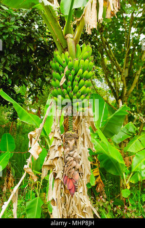 Grün Menge Banane Bananen auf dem Baum. Banane Banane ist eine Delikatesse Obst in der Lateinamerikanischen Diät Stockfoto