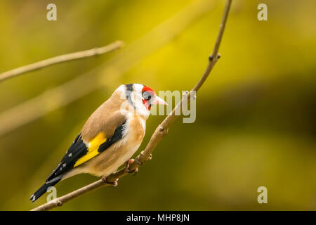 Goldfinch bei RSPB Vogel Ausblenden auf Lake Vyrnwy Wales UK Stockfoto
