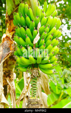 Grün Menge Banane Bananen auf dem Baum. Banane Banane ist eine Delikatesse Obst in der Lateinamerikanischen Diät Stockfoto