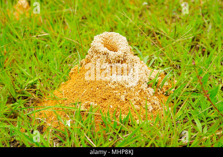 Große ameisenhügel der roten Ameisen Formica rufa im Gras, im Hain am Rande des Waldes Stockfoto