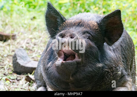 Große schwarze Eber portrait beim Gähnen Stockfoto