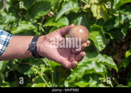Passionsfrucht auf einem Baum zur Ernte bereit Stockfoto