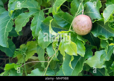 Passionsfrucht auf einem Baum zur Ernte bereit Stockfoto