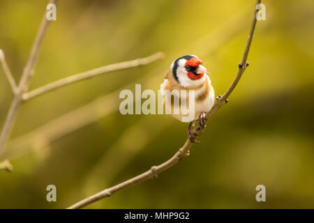 Goldfinch bei RSPB Vogel Ausblenden auf Lake Vyrnwy Wales UK Stockfoto