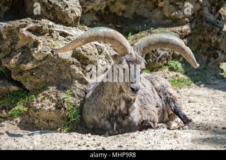 Bharal lange Hörner Blue Sheep Portrait an Sie Stockfoto