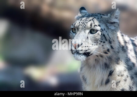 Snow Leopard, Nahaufnahme, Porträt, während Sie auf der Suche Stockfoto