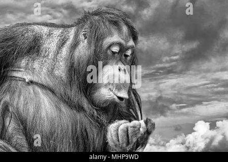 Orang Utan affe Portrait auf den goldenen Sonnenuntergang Hintergrund in Schwarz und Weiß Stockfoto