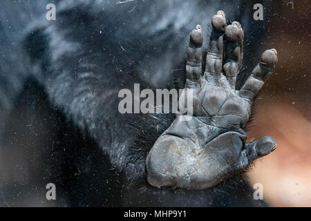 L'Hoest monkey hand Detail Nahaufnahme Stockfoto