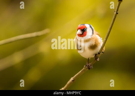Goldfinch bei RSPB Vogel Ausblenden auf Lake Vyrnwy Wales UK Stockfoto