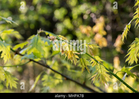 Frühling Eichenlaub Makro selektiven Fokus Quercus rubra Stockfoto